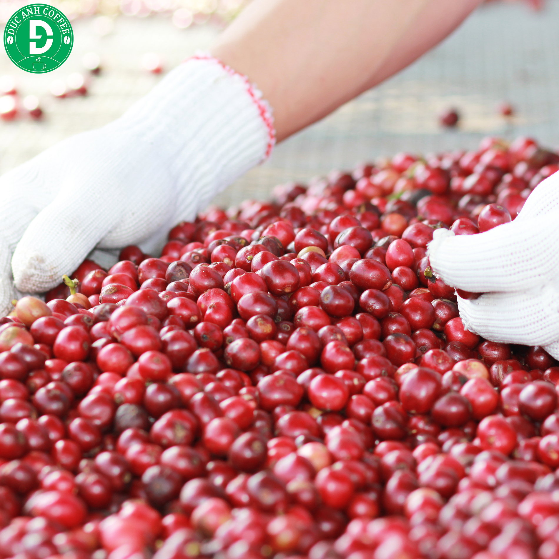 [Combo]1kg cà phê bột pha máy Espresso ( 500g Robusta + 500g Arabica ) rang medium thương hiệu cà phê rang mộc DUC ANH COFFEE