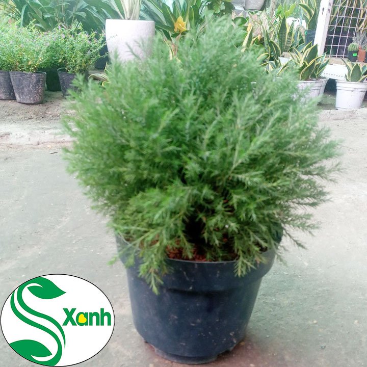 Tùng Bồng Lai - Cây Phong Thủy - Cây Để Bàn