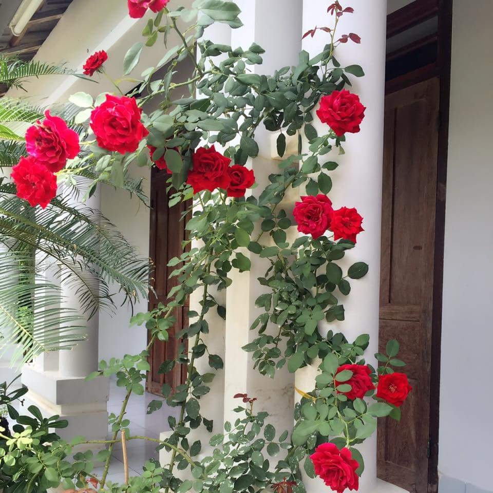 Hoa hồng leo hải phòng