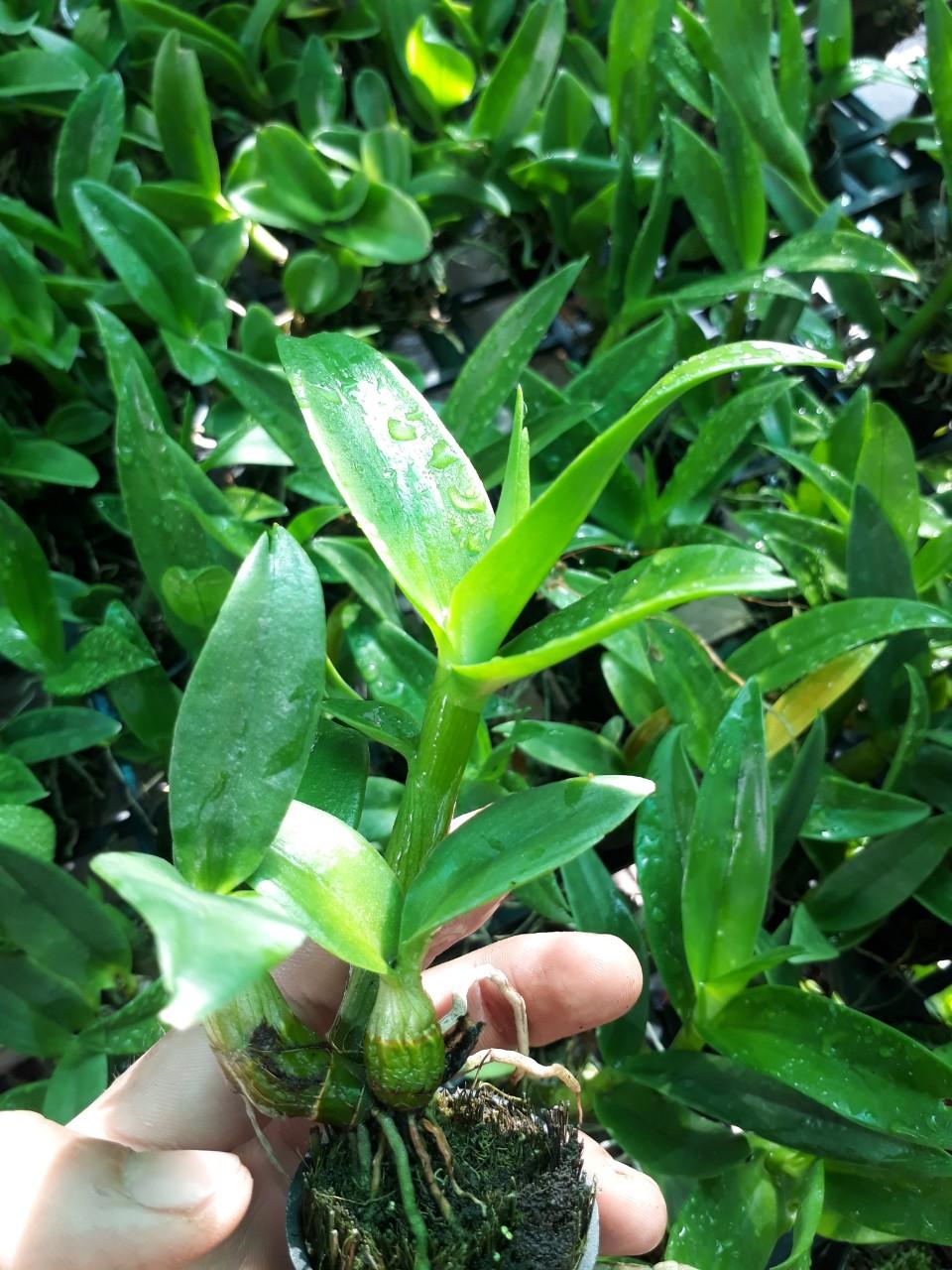 denro cánh chuồn