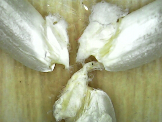 Gạo mầm Kagaba 2 kg