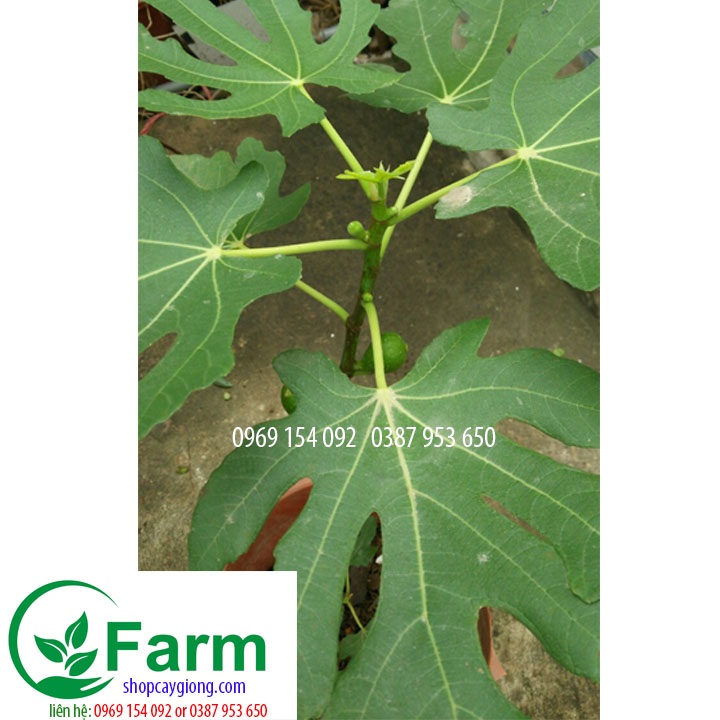 Cây sung mỹ tặng thêm cây mặc định