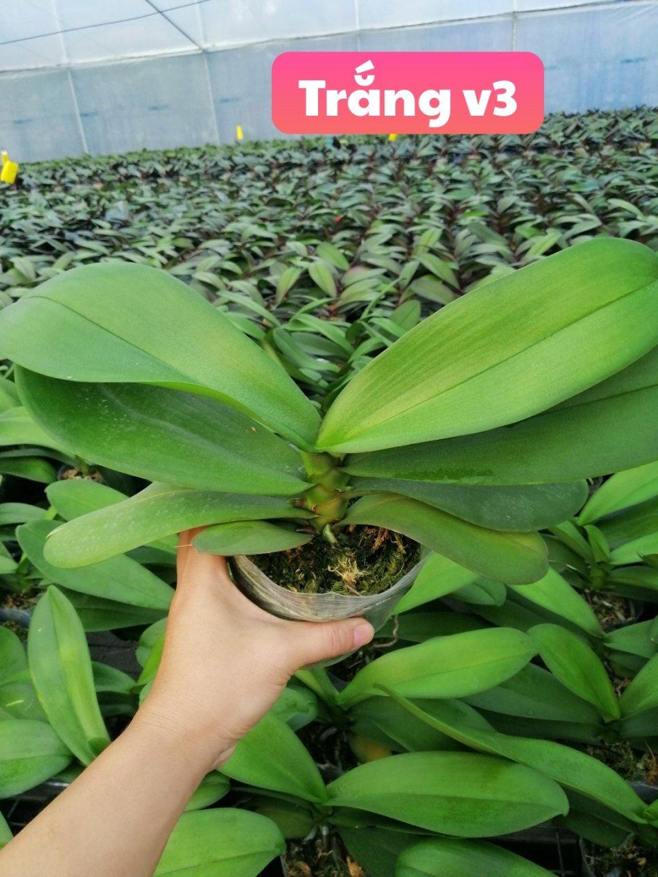 Combo 3 cây 2 ngồng hoa, hoa tết 2020