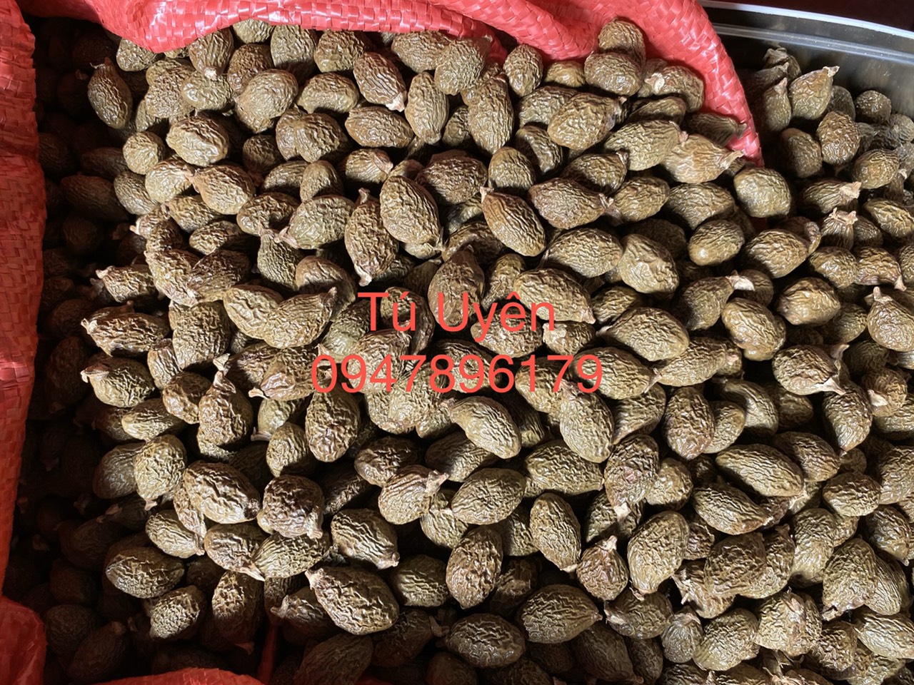 Hạt đười ươi bay rừng Nam Cát Tiên