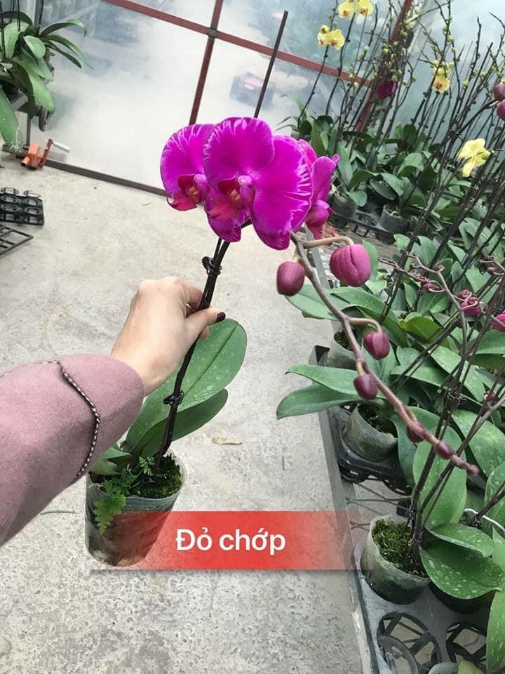 COMBO 5 cây lan hồ điệp hoa tết 2020