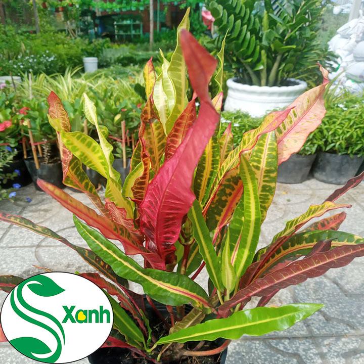 Cây Cảnh Lá Màu Da Quy, Trang Trí Sân Vườn