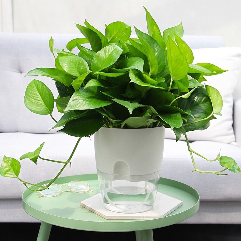 [HCM]CHẬU TRỒNG CÂY TƯỚI NƯỚC TỰ ĐỘNG - Size S