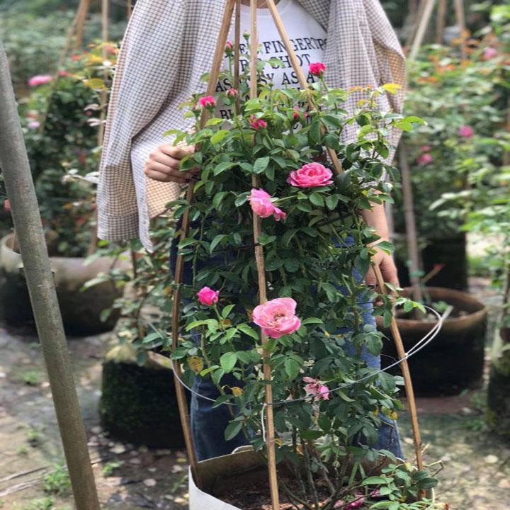 Combo 3 Gốc Hồng Leo đầy đủ màu sắc