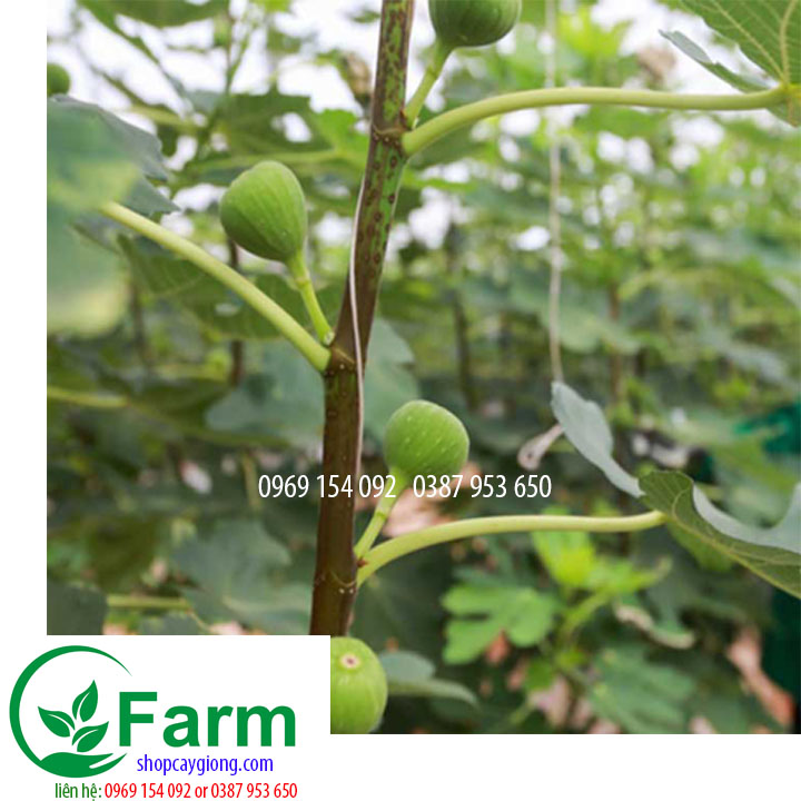 Cây sung mỹ tặng thêm cây mặc định