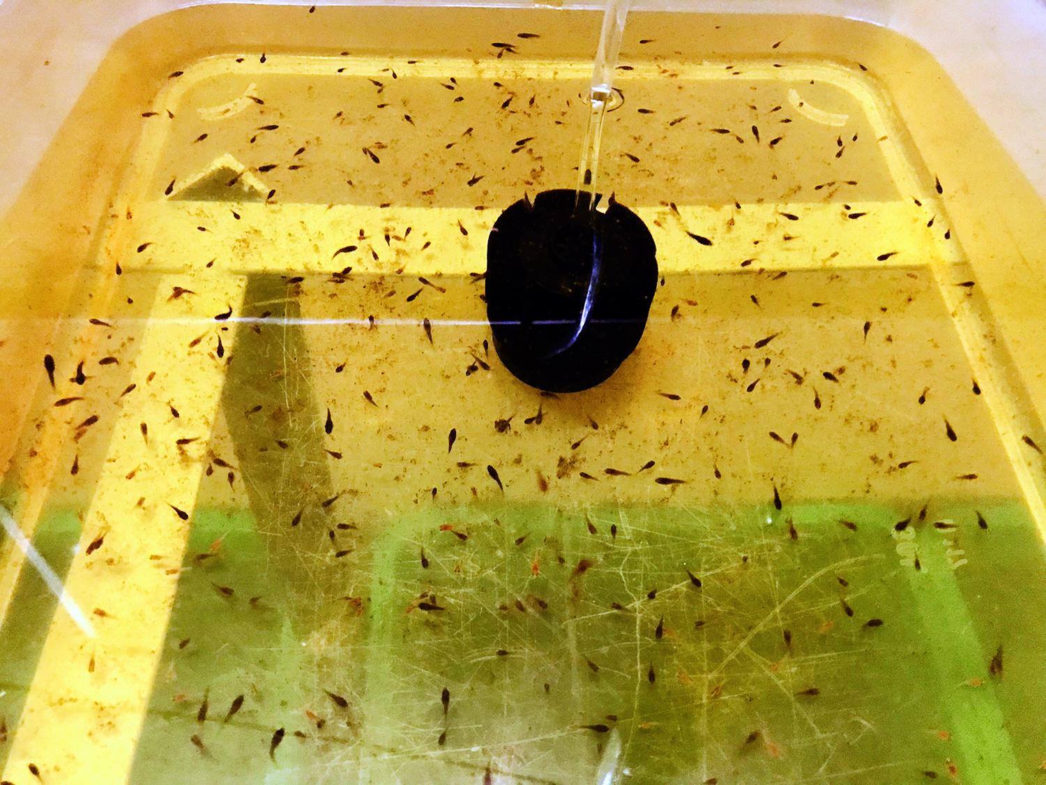 Cám CC Red - Thức ăn Cao Cấp dành cho 7 Màu Guppy Betta và nhiều loại cá cảnh khác