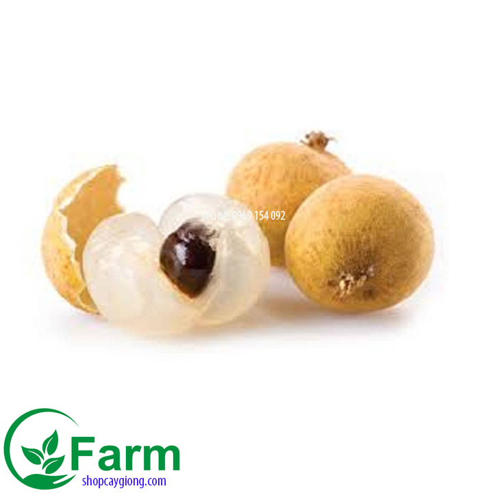 Cây nhãn hưng yên  tặng thêm cây mặc định