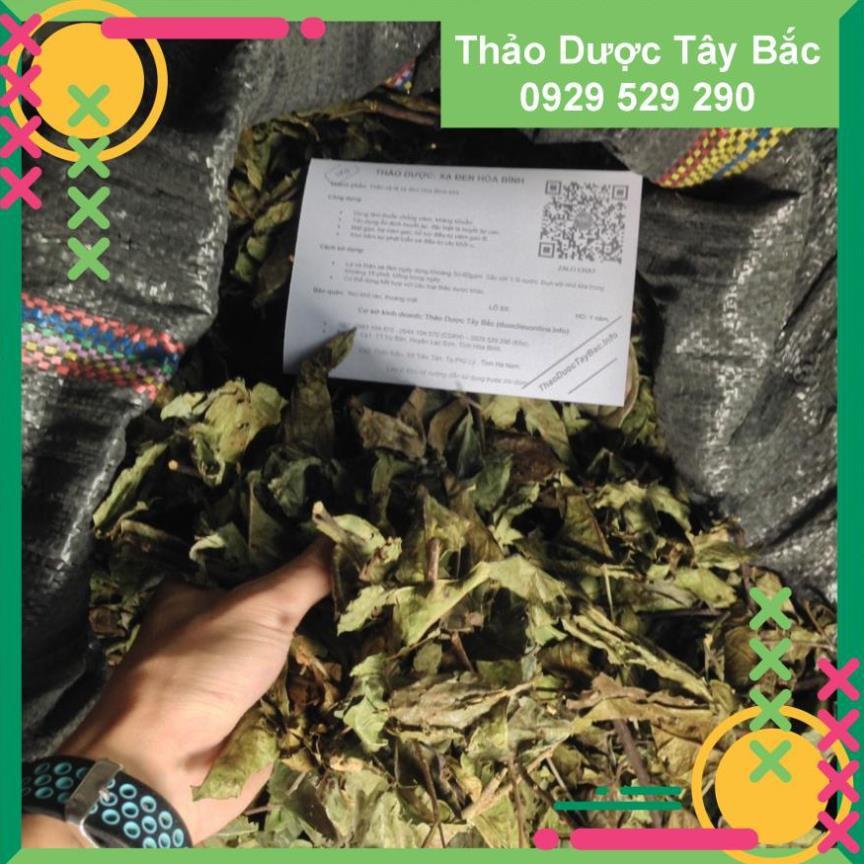 [COMBO 3KG] ✅✅  Xạ Đen Hòa Bình - Cây Xạ Đen Lá Răng Cưa