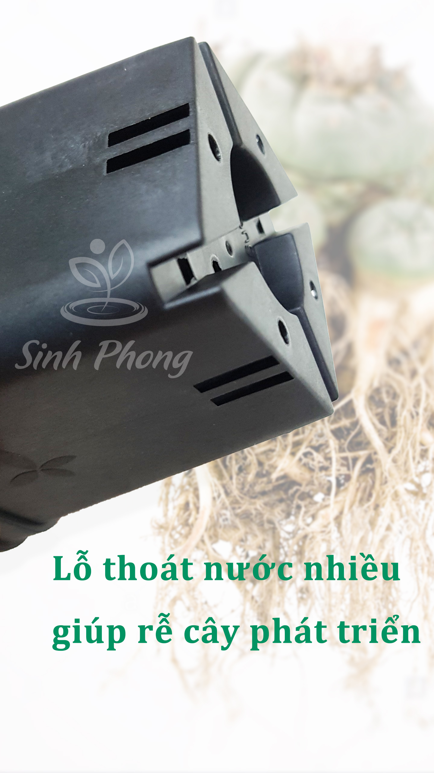 Chậu vuông 7x7 đen (set 50 cái)