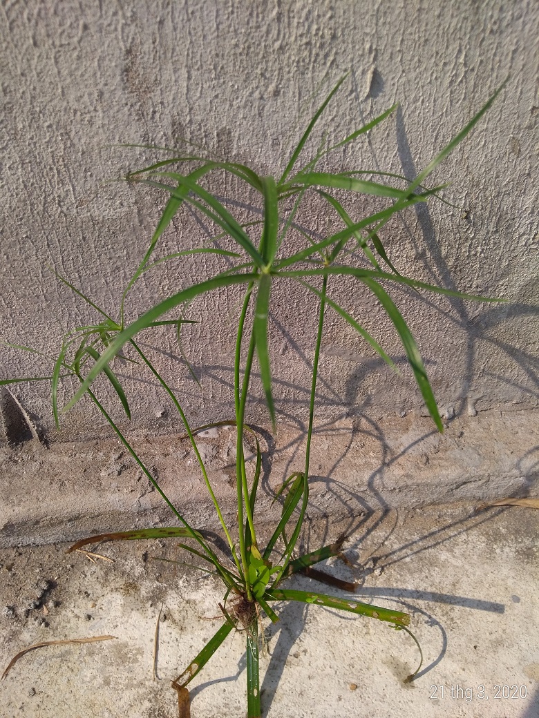 Cây thủy trúc - Cây thủy sinh (1 cây con cao khoảng 20 - 30 cm)