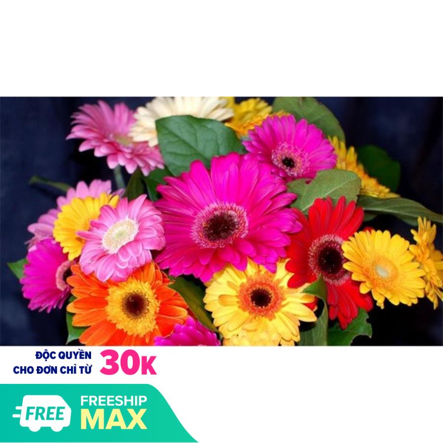 [Cây giống cấy mô] Combo 10 cây giống Hoa Đồng Tiền thân cao đủ màu Lá có chiều dài 15 -25 cm và rộng 5 – 8 cm xẻ thùy nông hoặc sâu tùy giống hoa mặt lưng có lớp lông nhung.