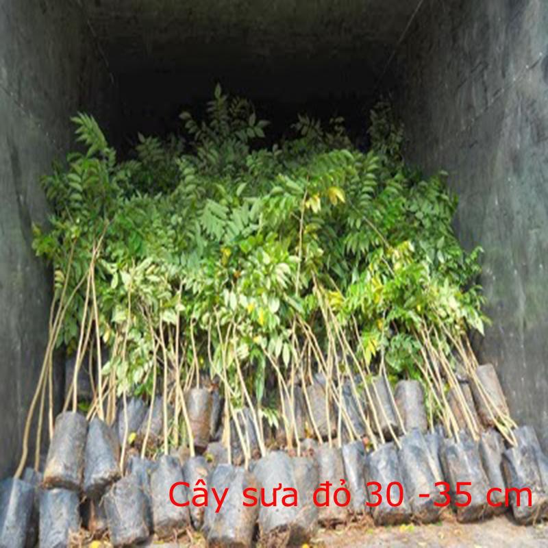 Combo 3 Cây Sưa Đỏ giống cao 30-35 cm