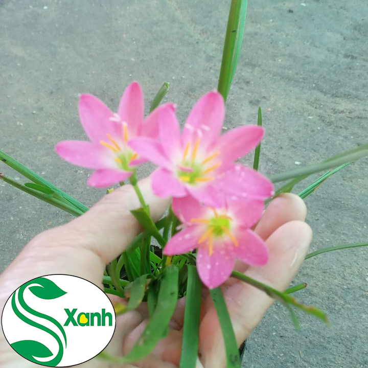 Chậu cây giống hoa huệ mưa