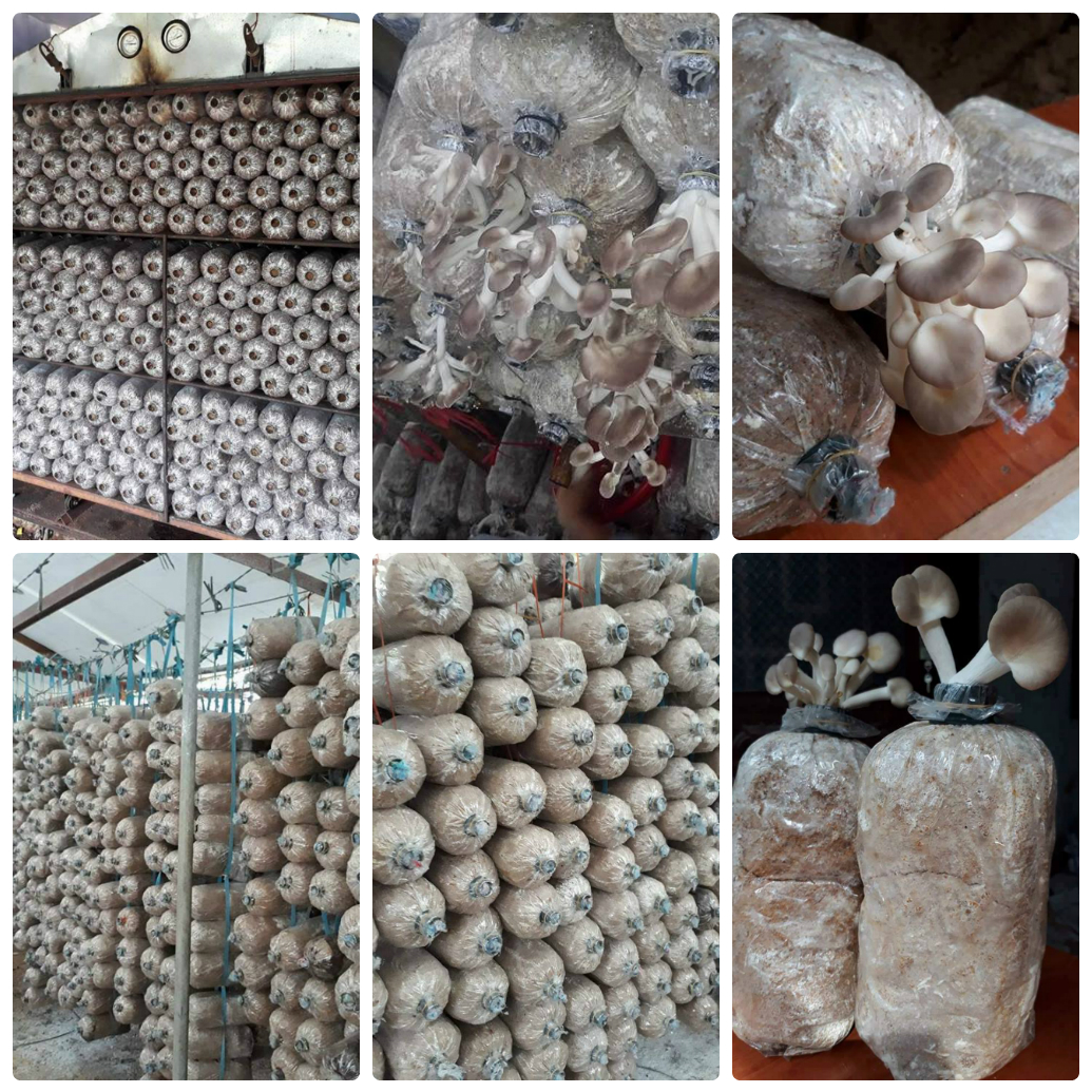 Phôi Nấm Bào Ngư Xám ( kiện 10 bịch, bịch 1,3 kg)