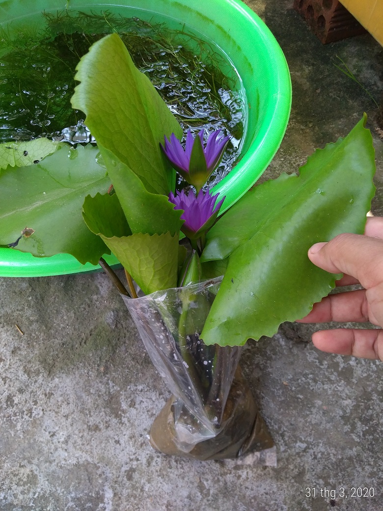 Cây hoa súng Thái Lan màu tím huế đã có hoa và nụ