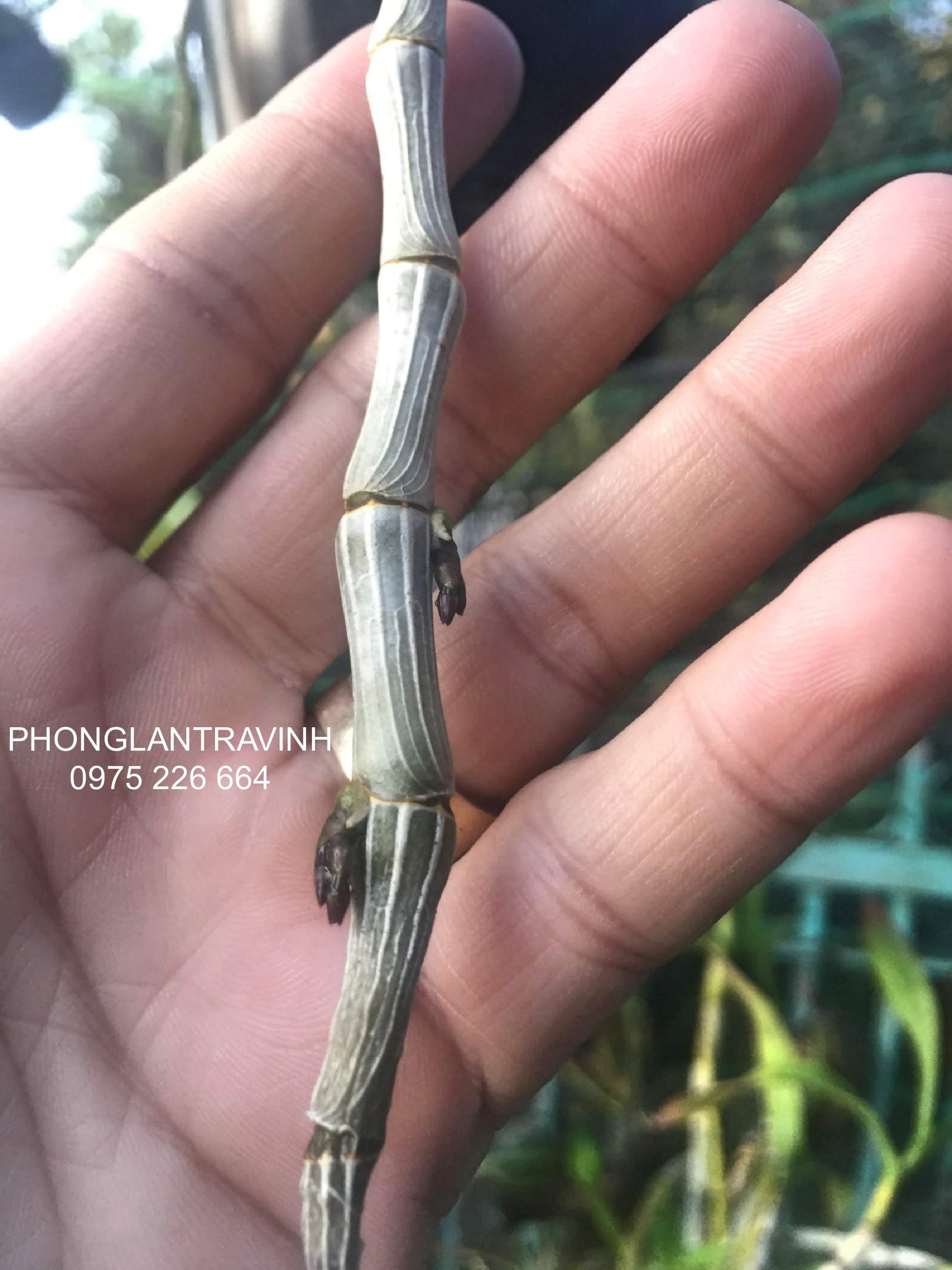 Kích hoa GF kích hoa lan phi điệp