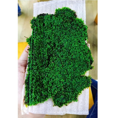 Combo cây thủy sinh và rêu trải nền