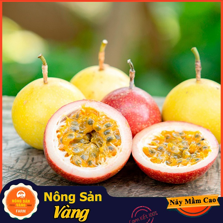 Hạt giống Chanh Leo (Chanh Dây) Thân Cây Trơn, Bò Leo, Có Ít Lông Tơ Và Nhiều Tua Cuốn, Thích Hợp Cho Hiên Nhà Của Bạn (Gói 50 Hạt) - Nông Sản Vàng