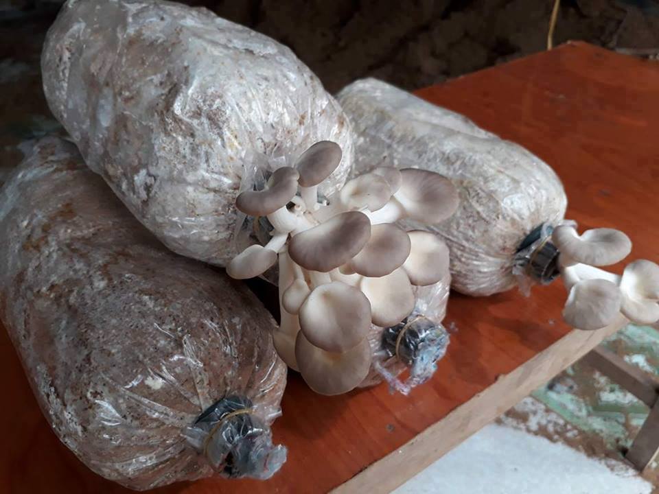 Phôi Nấm Bào Ngư Xám ( kiện 10 bịch, bịch 1,3 kg)
