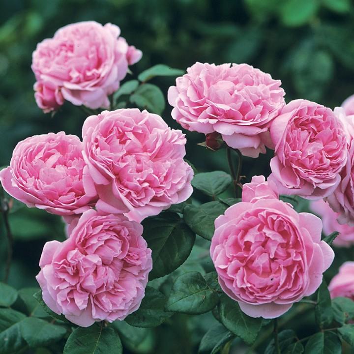 Hoa hông leo Mon Coeur rose