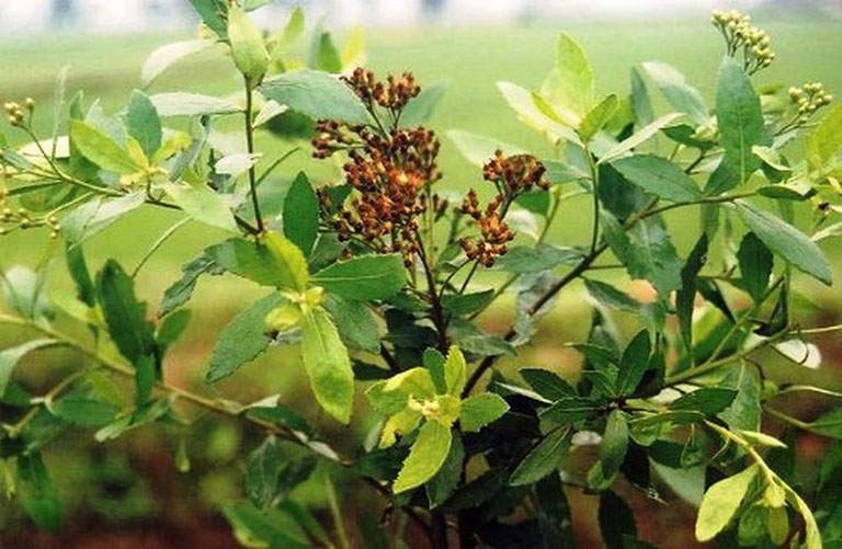 Cây cúc  tần (từ bi) phơi khô 1 ký