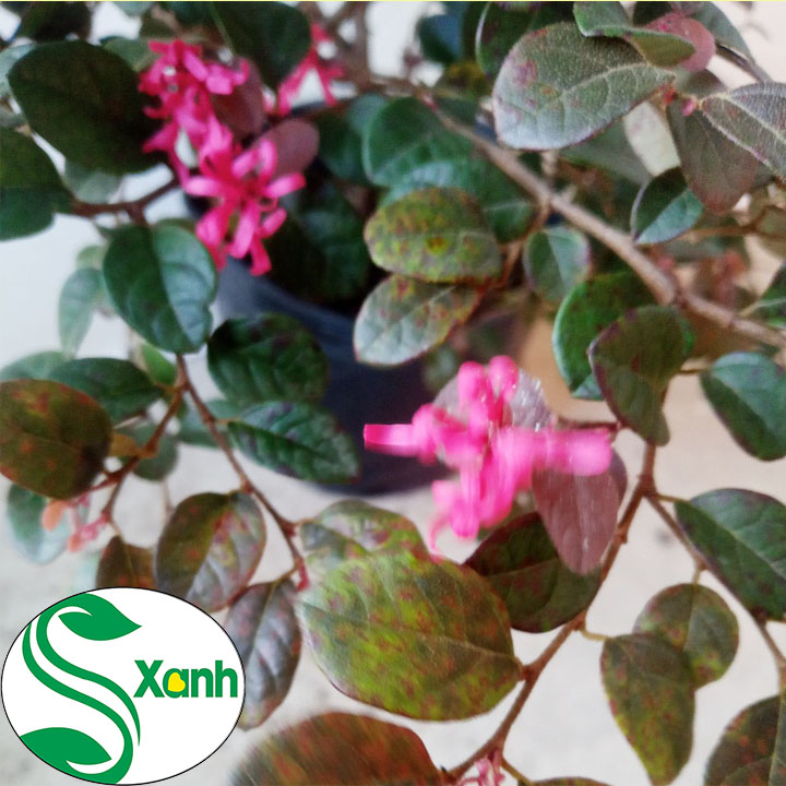Cây Hồng Phụng Lá Tím - Hoa Đỏ, Cây cao 50cm