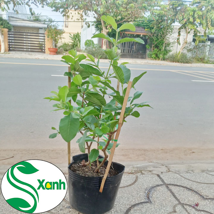 Cây Ổi Đài Loan Ruột Trắng Ít Hạt