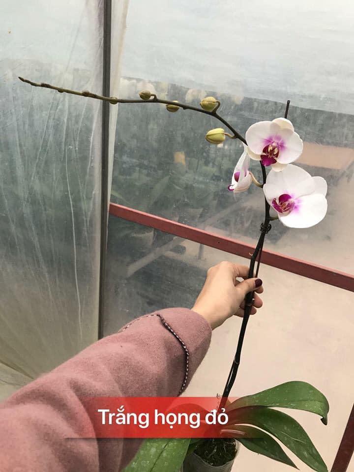 COMBO 5 cây lan hồ điệp hoa tết 2020