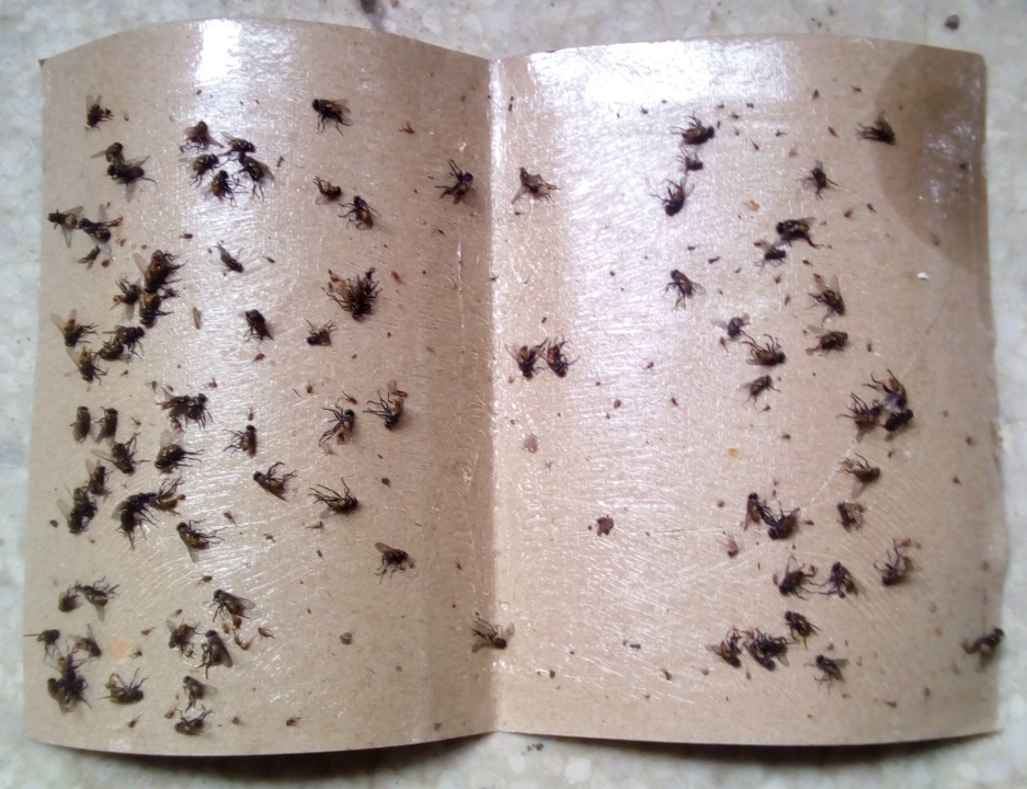 Keo dính ruồi (25 tấm)