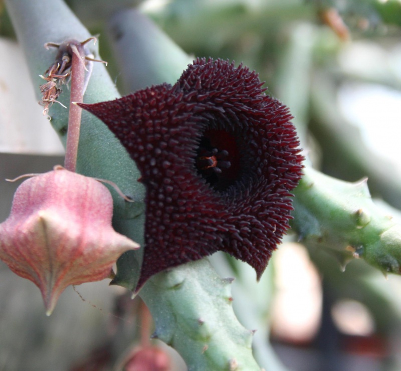 Xương rồng sao biển hoa đỏ (Huernia Pendurata)