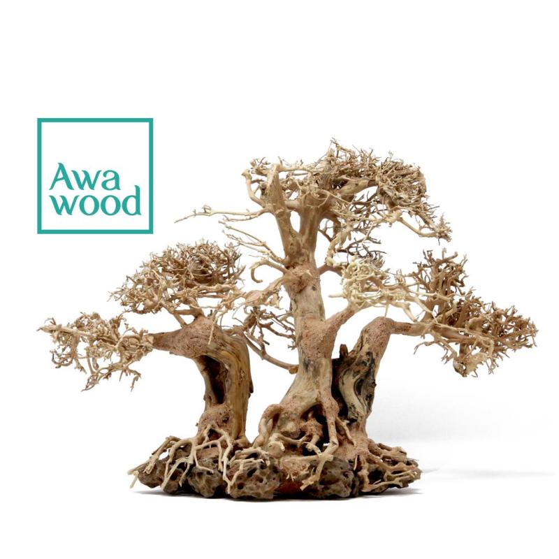 Lũa Bonsai Ba Thân - Xưởng Awawood - 30x40 cm