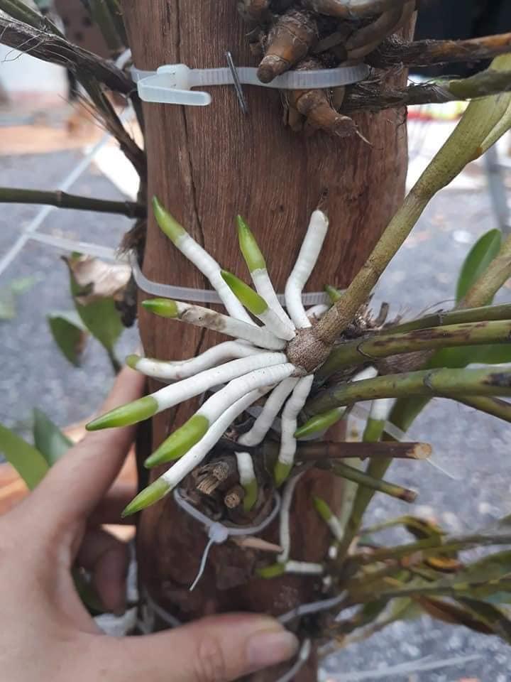[HCM]KÍCH RỄ EXOTIC THÁI