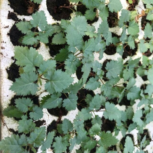 Combo 5 cây Phúc bồn tử (Mâm xôi) quả màu đen cấy mô