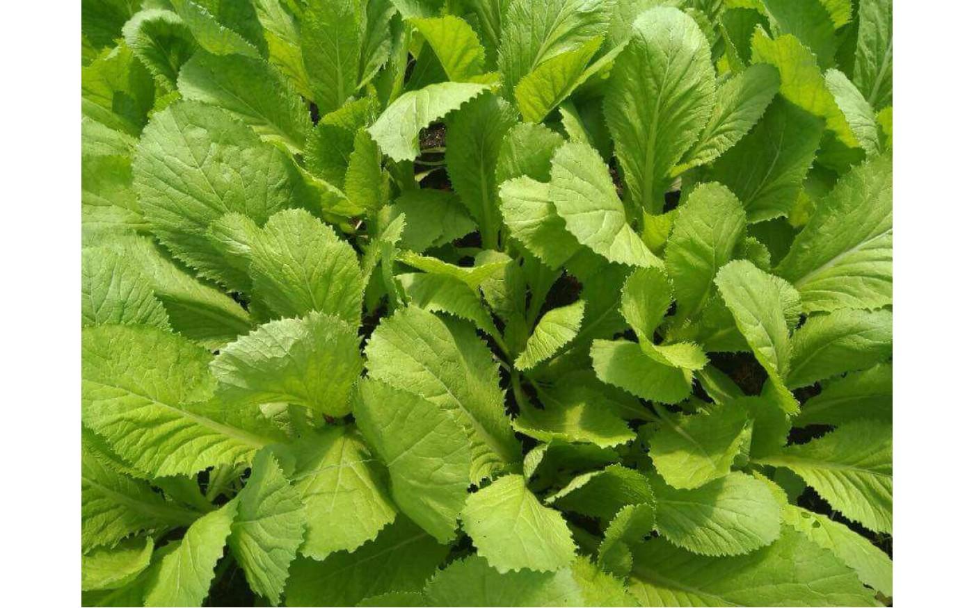 Gói 100g Hạt Giống Cải Bẹ Xanh Mỡ sinh trưởng khỏe phát triển mạnh mẽ tỉ lệ nảy mầm cao -  Nanuseeds - Thế giới rau mầm shop