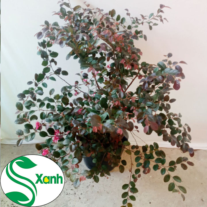 Cây Hồng Phụng Lá Tím - Hoa Đỏ, Cây cao 50cm