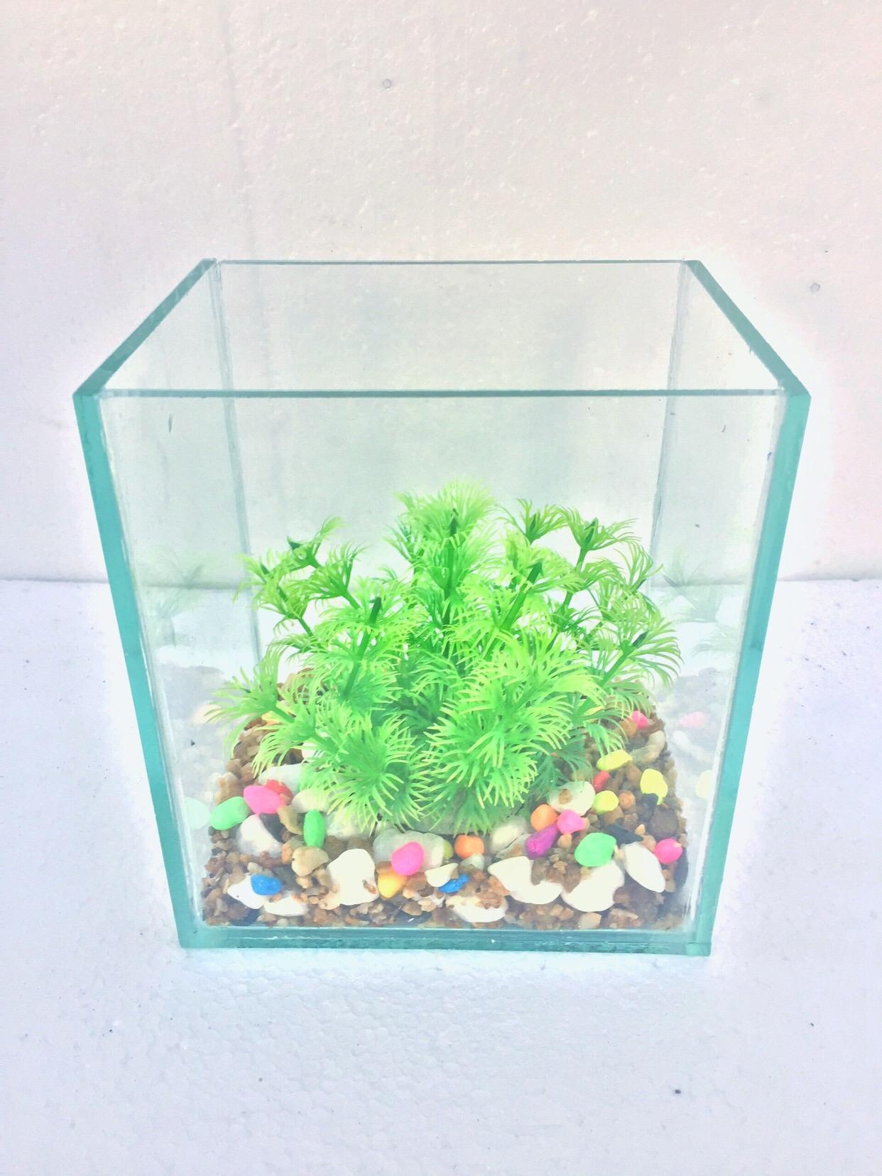 Bể cá mini betta 15*12*17cm DRC ( tặng kèm sỏi và thức ăn)