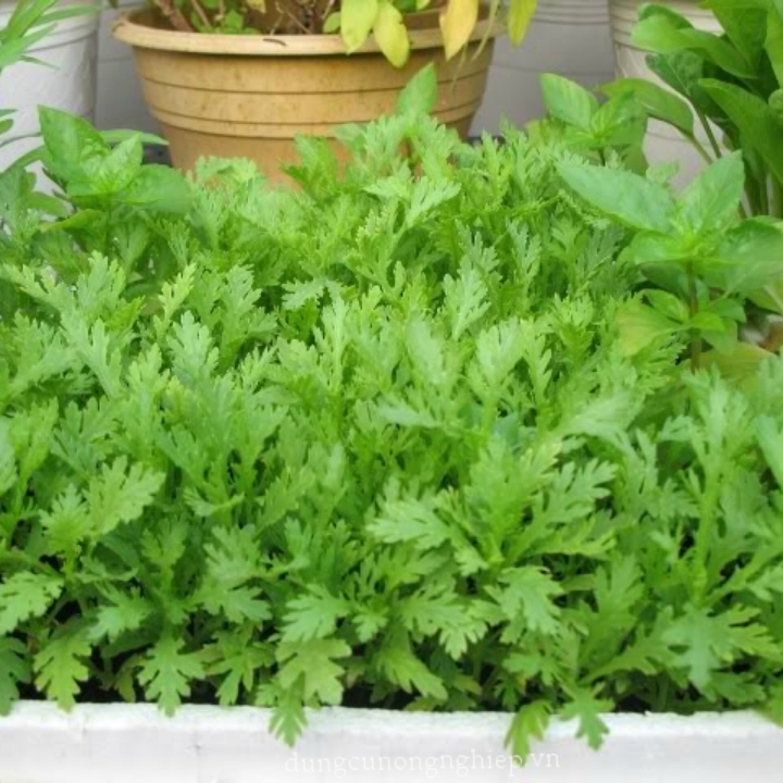 Hạt giống Rau tần ô gói 20 gr