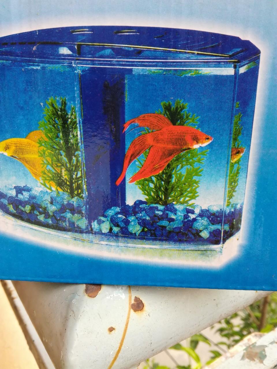 Bể cá chọi Betta box( tặng thức ăn cá)