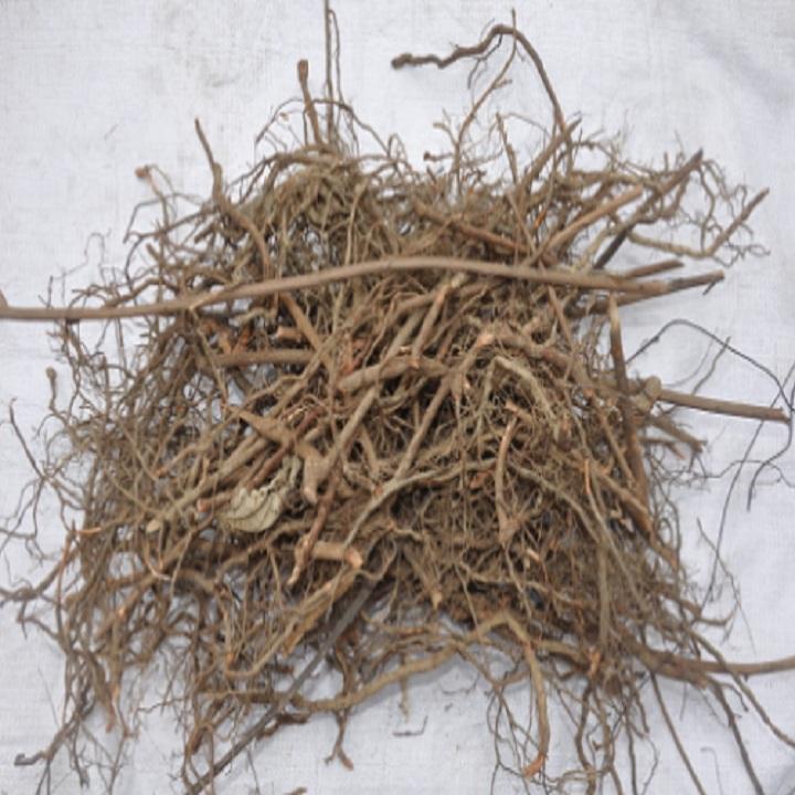 Cỏ xấu hổ ( cây mắc cỡ ) khô 500g