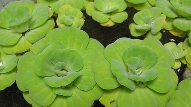 Bèo cái - Cây thủy sinh (1 gói 5 gốc)
