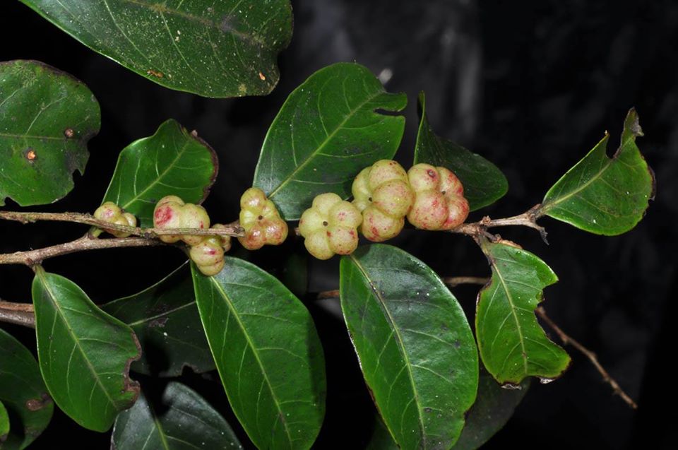 Cây muối phơi khô 500 gam