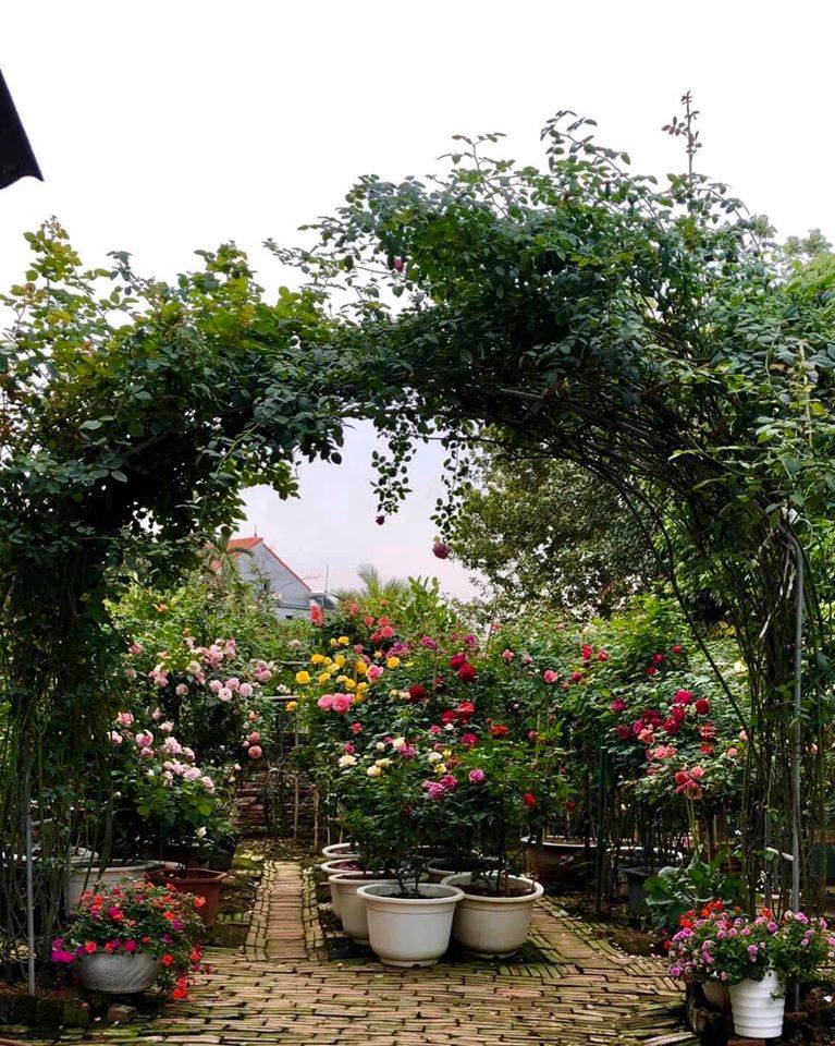 BÁNH DẦU NEEM- PHÂN BÓN HỮU CƠ