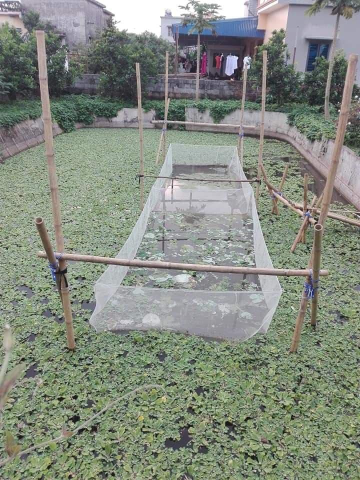 Tráng lưới nuôi ốc nhồi 3x2x1