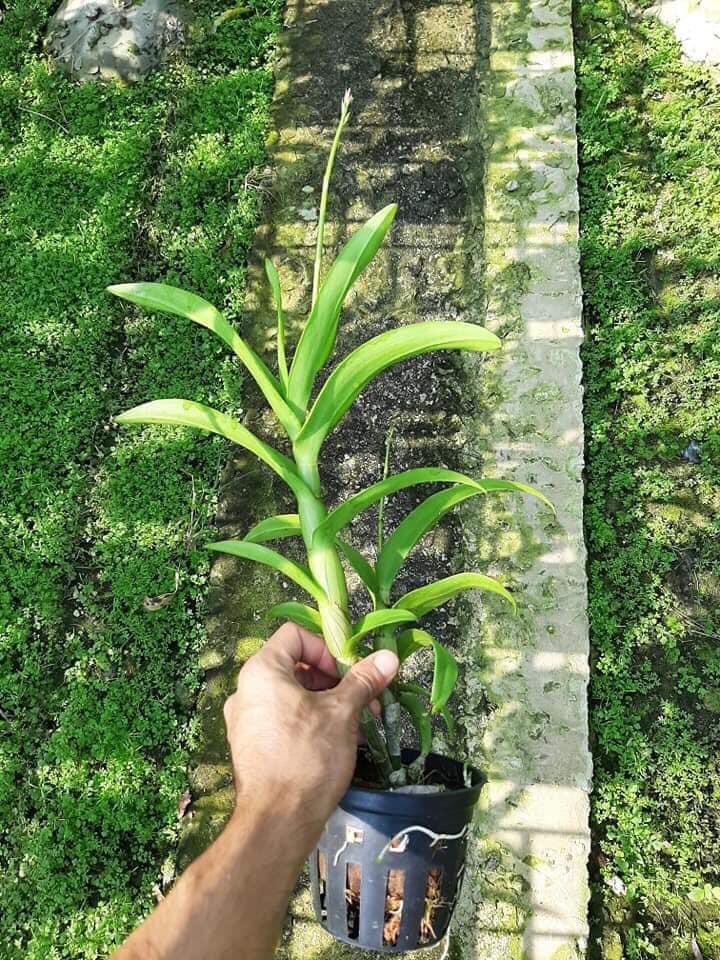 Combo 5 cây Denro màu thuần chủng hàng Thái lan