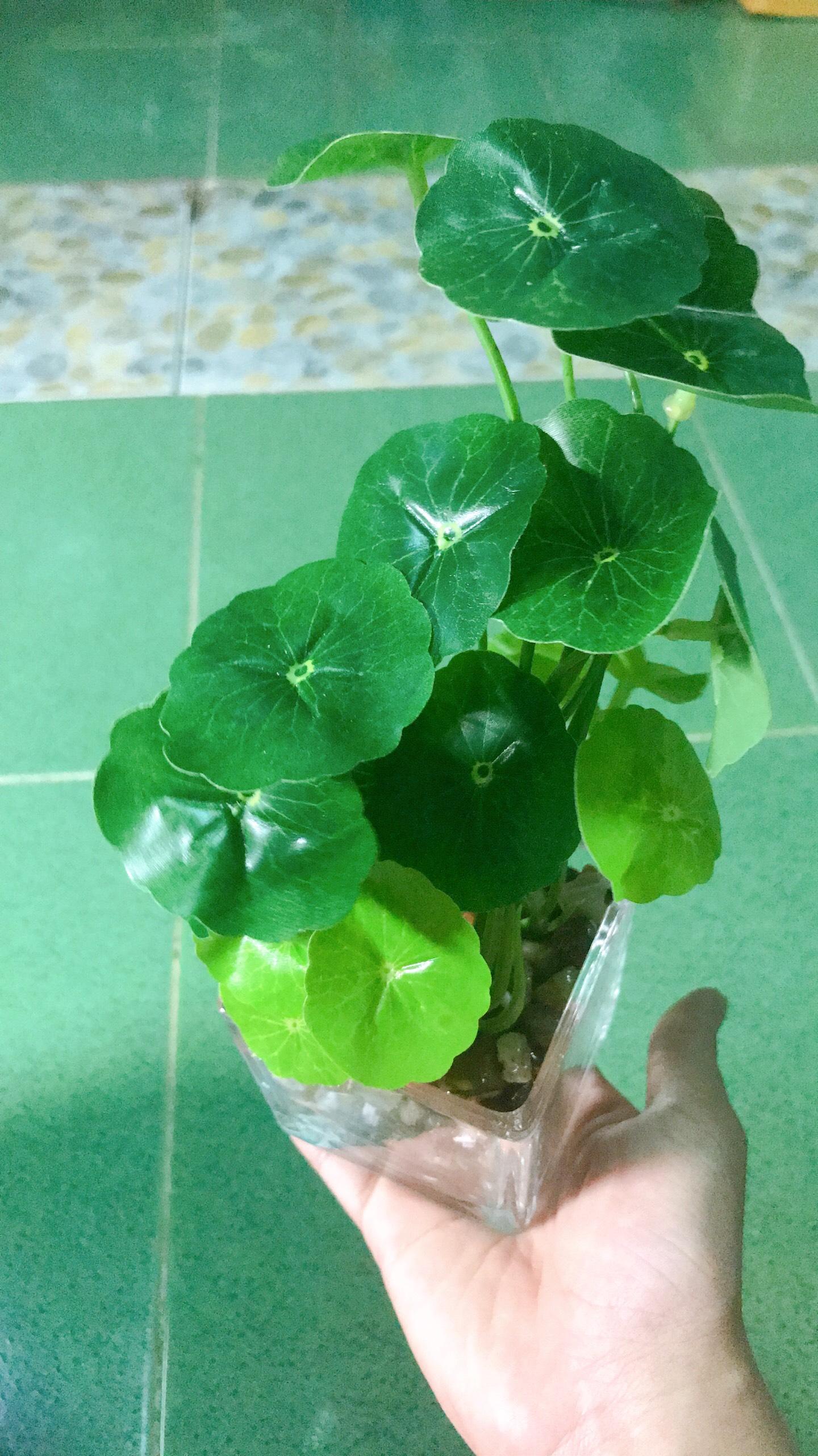 Cây rau má giả giống thật 100%