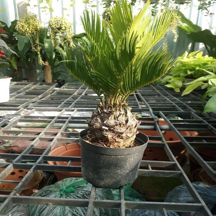 cây vạn tuế